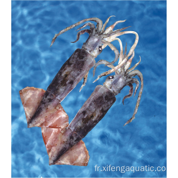 Fruits de mer entiers ronds rond Bartrami Squid Squid gelé